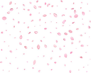 Pink Spring Japanese Cherry petals.