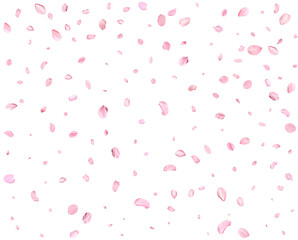 Pink Spring Japanese Cherry petals.