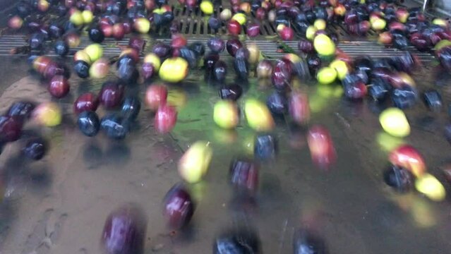 Fresh Olives Processed in Olive Oil Factory