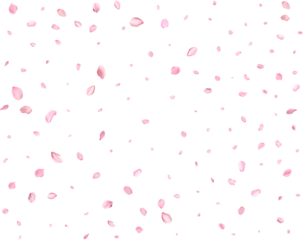 Pink Spring Japanese sakura petals.