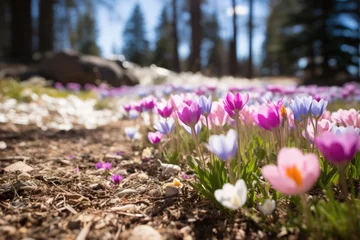 Schilderijen op glas Springtime Blooms At Foot Level Displays Flowers From The Perspective Of The Ground © Anastasiia
