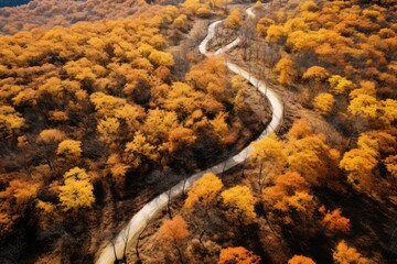 Top View Of Hiking Paths Amid Peachyorange Autumn Leaves For Aerial Forest Trails