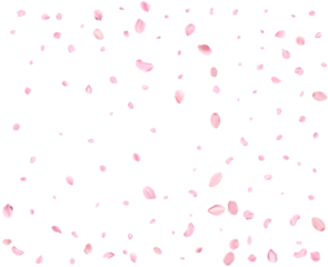 Pink Spring Japanese sakura petals.