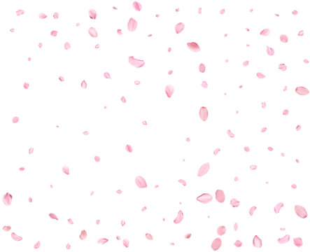 Pink Spring Japanese sakura petals.