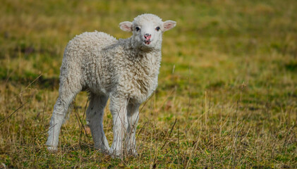 cute lamb on a farm - close up - original easter picture