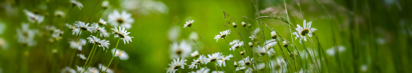 meadow with wild flowers - daisies and grass