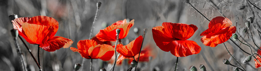 red poppies on a field close up