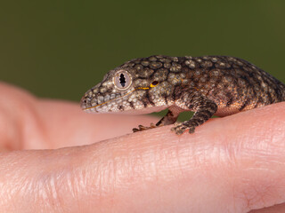 Chameleon gecko ,eurydactylodes occidentalis, 