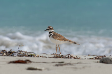 Killdeer - Charadrius vociferus on beach with blue sea in background. Photo from Varadero in Cuba.