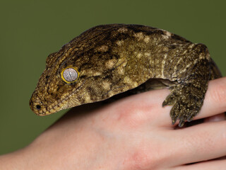 Leachianus Gecko, Rhacodactylus leachianus, Leachie