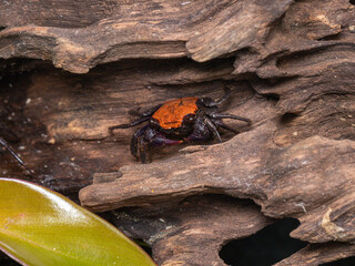 vampire crab, macro close up, terrarium