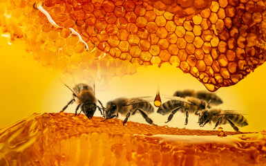 honey and bees close up in detail