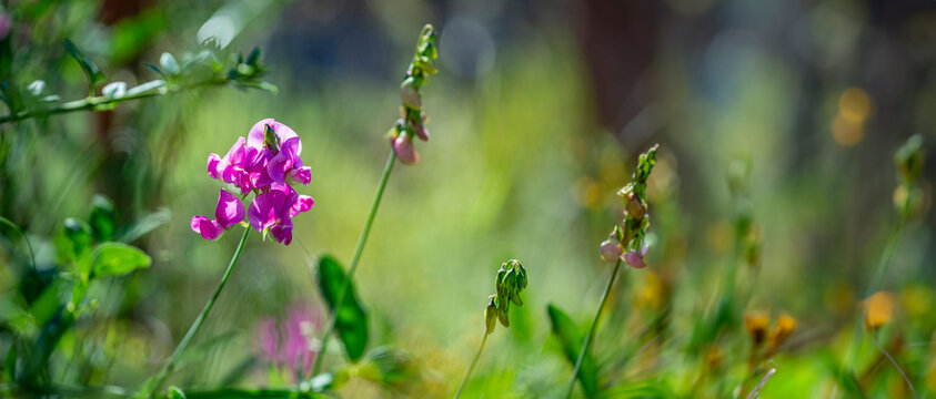 pink flowers of lathyrus on a green background