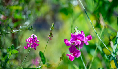 pink flowers of lathyrus on a green background