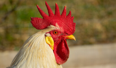 rooster in the garden on a farm - free breeding