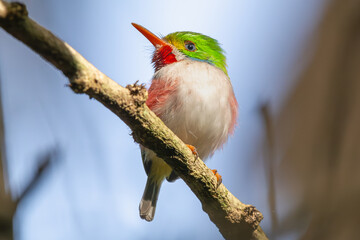 Cute cuban tody - todus multicolor perched at blue background. Photo from Playa Larga in Cuba....