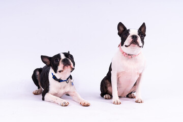 Two boston terrier dog posing in studio, white and dark background