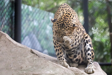 The leopard tiger is cute and speed wildanimal in zoology.