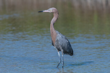 Reddish egret - Egretta rufescens staying in water with water in background. Photo from Playa Larga, Las Salinas in Cuba