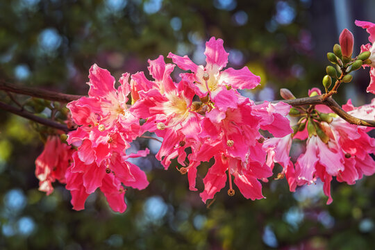 Ceiba speciosa  (Chorisia speciosa)  flowering tree