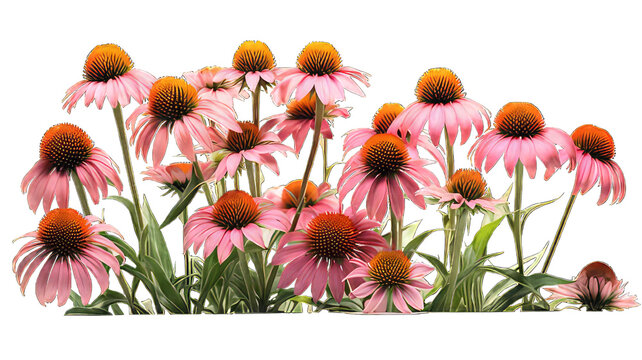 Coneflower isolated on white background.