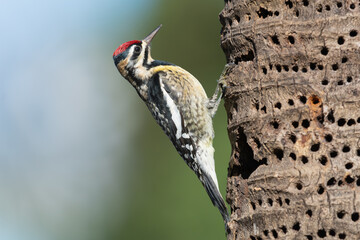 Yellow bellied sapsucker - Sphyrapicus varius - on palm tree  with green blue background at La Boca Cuba.