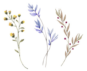 Watercolor set of wildflowers and herbs. Hand painted illustration - obrazy, fototapety, plakaty