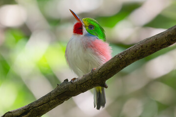 Cute cuban tody - todus multicolor perched at light green background. Photo from Playa Larga in Cuba. Cuban tody is endemic cuban bird.	