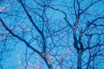 クリスマスに行った箱根の庭園