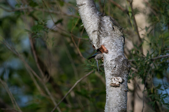 Female Eastern Bluebird leaning into the nest cavity to check on chicks