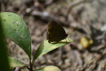 Brown butterfly on leaf