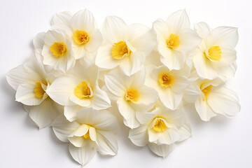 Fototapeta na wymiar Narcissus petals , white background