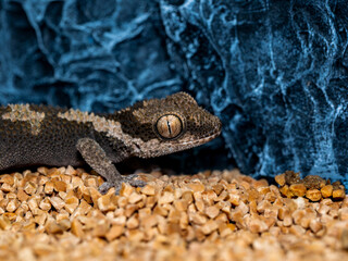 ルゴッサフトユビヤモリ