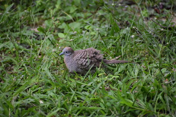 bird in the grass