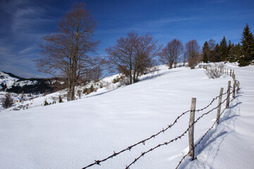 Obraz premium Tranquil winter wilderness panorama.