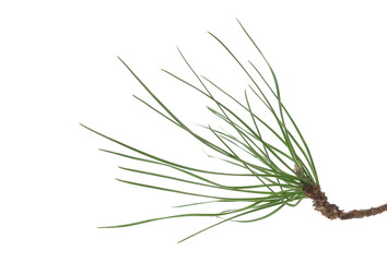 Branch pine leaves, black pine isolated on white