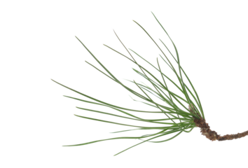 Branch pine leaves, black pine isolated on white