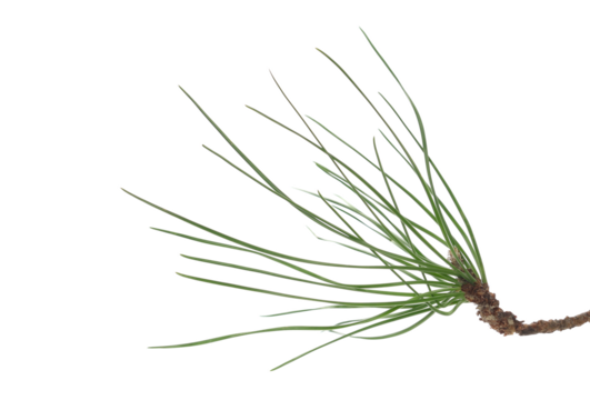 Branch pine leaves, black pine isolated on white