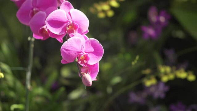 blooming orchid flower garden horticulture