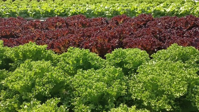 hydroponic lettuce vegetable growing in agriculture farm