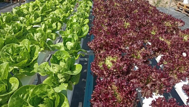 hydroponic lettuce vegetable growing in agriculture farm