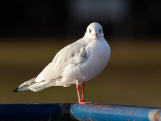 柵に止まるユリカモメ
