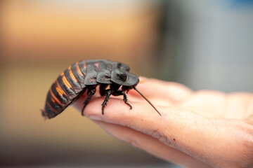 Madagascar Hissing Cockroach. A cockroach sits on a man's hand close-up. Exotic pet, tropical...