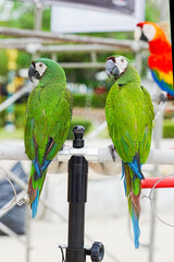Obraz premium Chestnut-fronted Macaw parrot
