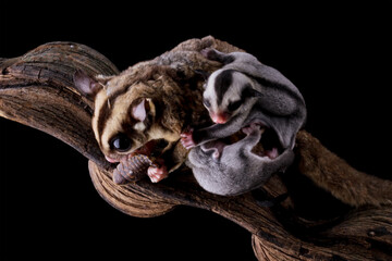 sugar glider is carrying a child isolated on black