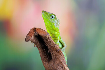 Jubata green lizard on branch