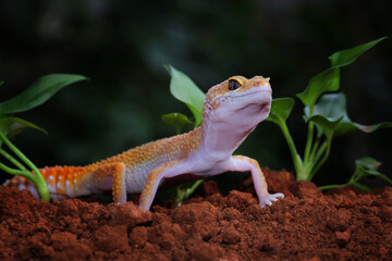 Leopard gecko lizard eublepharis macularius
