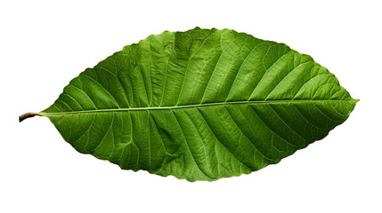 Obraz premium A leaf, isolated on transparent background, cutout(png) - Generative AI