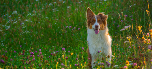 Australian Shepherd dog on a meadow