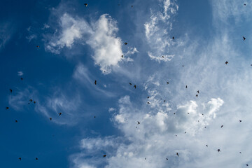 Delichon urbicum. Flock of common airplanes in flight with blue sky with clouds in the background.